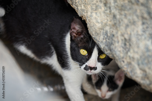 A mama cat peeped out from her hiding place in the middle of piles of boulders.