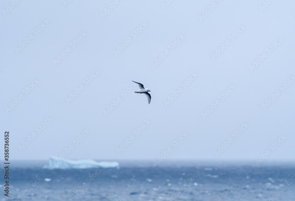 Snow Petrel (Pagodroma nivea) in South Atlantic Ocean, Southern Ocean, Antarctica