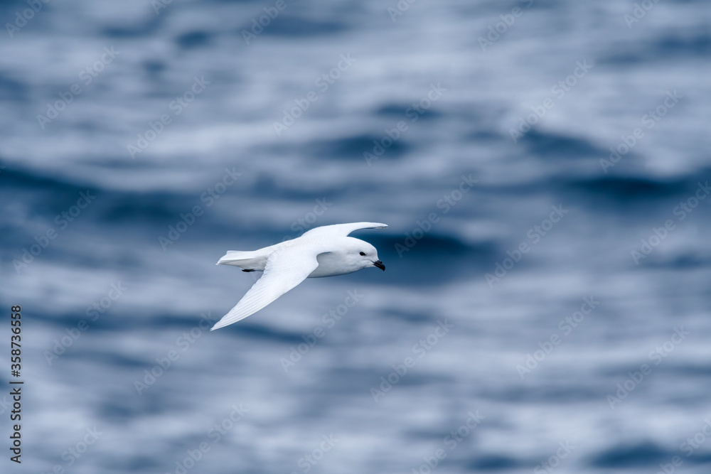 Snow Petrel (Pagodroma nivea) in South Atlantic Ocean, Southern Ocean, Antarctica Snow Petrel (Pagodroma nivea) in South Atlantic Ocean, Southern Ocean, Antarctica