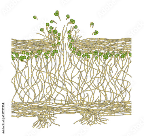Φωτογραφία Internal structure of lichen