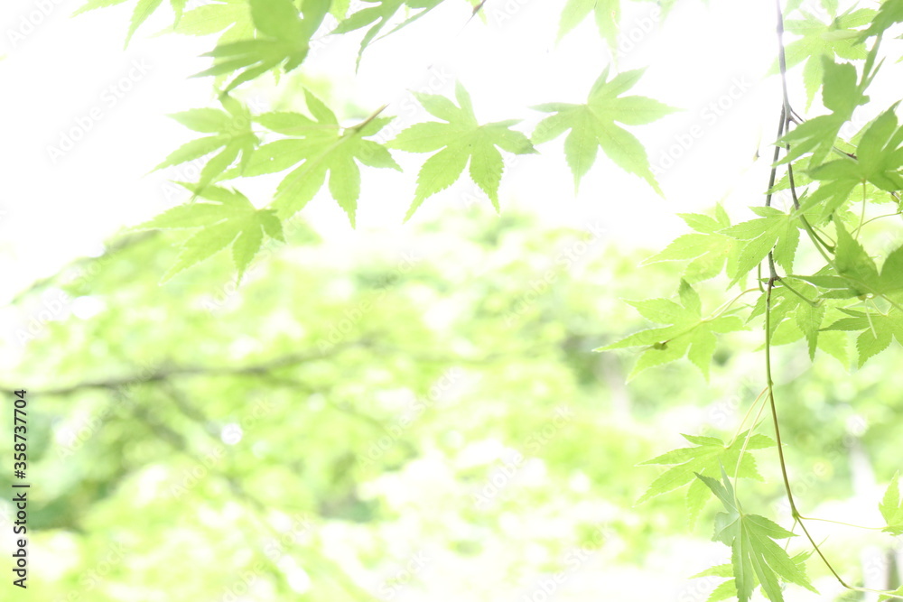 Green maple leaves against the sun Green maple leaves against the sun