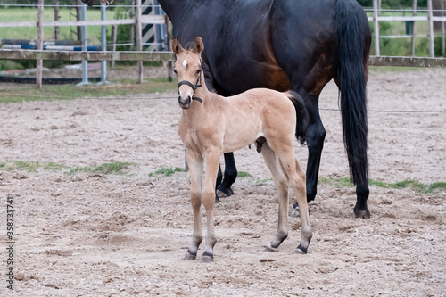 Close-up of a little brown foal,horse standing next to the mother, during the day with a countryside landscape © Dasya - Dasya