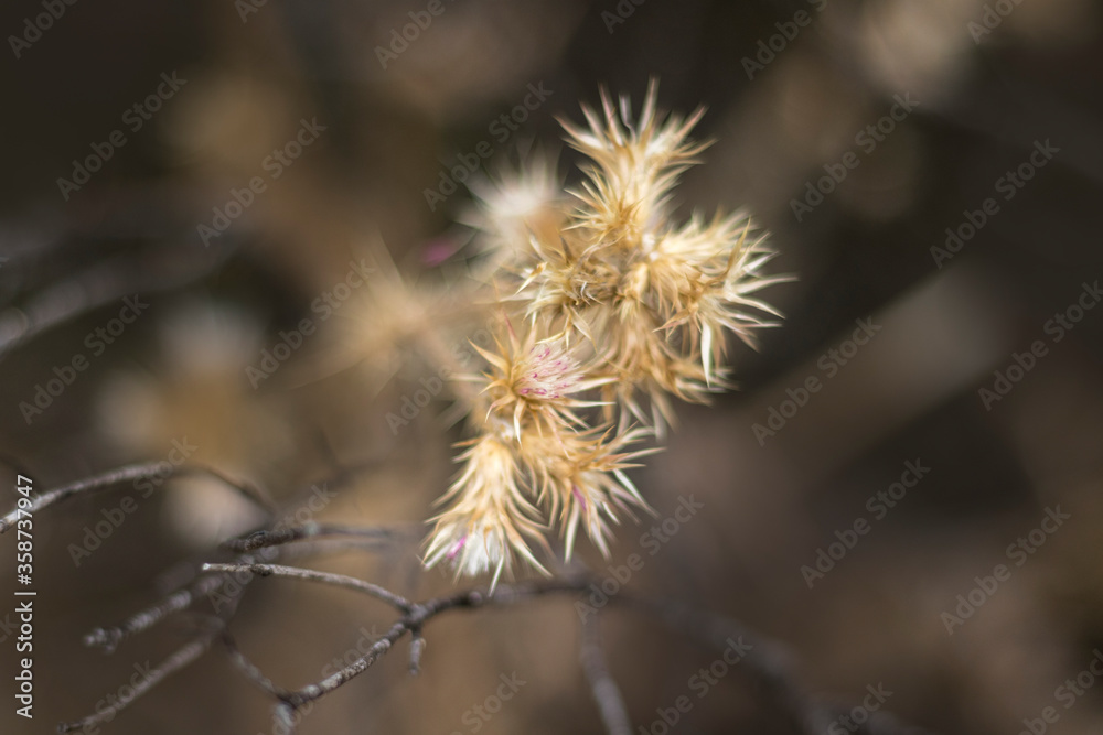 detail of small wild flower with spikes on the leaves in medium tones detail of small wild flower with spikes on the leaves in medium tones