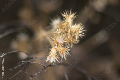 detail of small wild flower with spikes on the leaves in medium tones © alicia