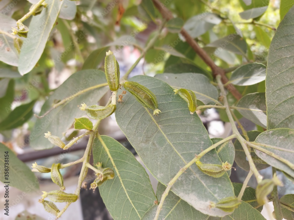 olives on tree olives on tree