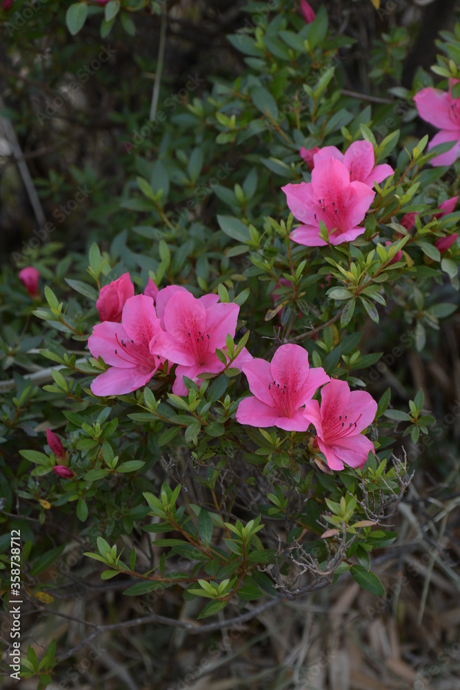 サツキの花 サツキの花