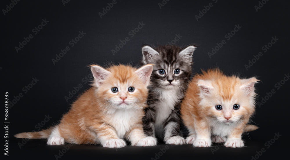 Three 5 week old Maine Coon cat kittens, sitting on a row. All looking towards camera. isolated on black background.
