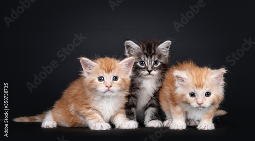 Three 5 week old Maine Coon cat kittens, sitting on a row. All looking towards camera. isolated on black background.