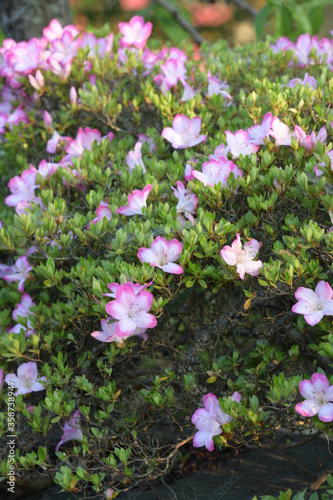 Fototapeta premium サツキの花