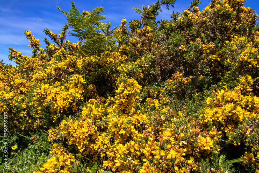 Ajoncs de Le Gall en fleurs dans la lande	