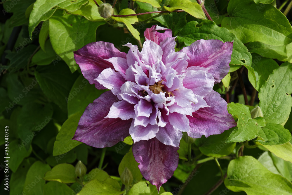 Blumen im Garten, rosa Blüte einer Clematis, Kletterpflanze Stock Photo