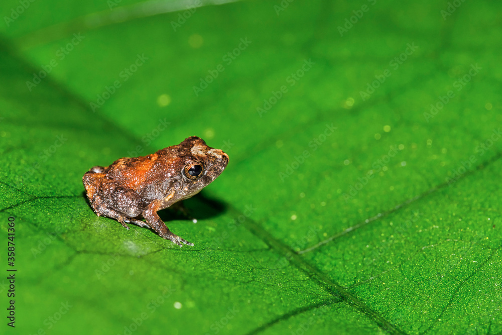 Tropical Frog, Tropical Rainforest, Costa Rica, Central America, America Tropical Frog, Tropical Rainforest, Costa Rica, Central America, America