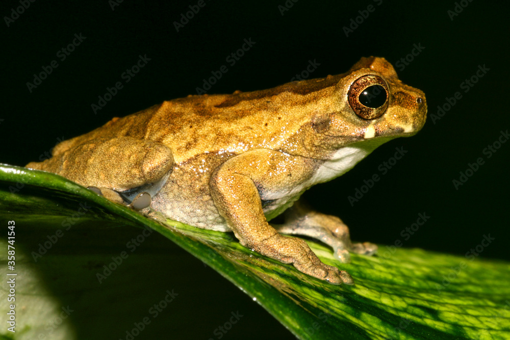 Tropical Green Frog, Rainforest, Napo River Basin, Amazonia, Ecuador, America Tropical Green Frog, Rainforest, Napo River Basin, Amazonia, Ecuador, America