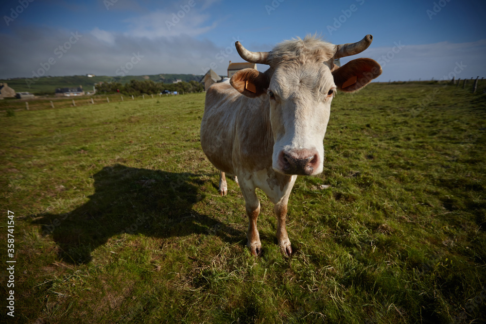 white cow grazes in a green meadow against a blue sky