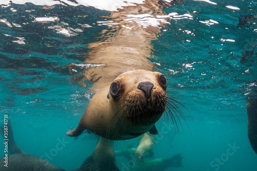 South American sea lions, Nuevo Gulf, Valdes Peninsula, Argentina. photo