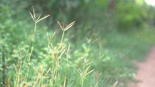 Wild grass swaying in the wind in meadow