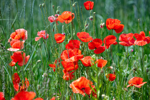 Blooming wild Poppies  Papaver  field. Natural floral background