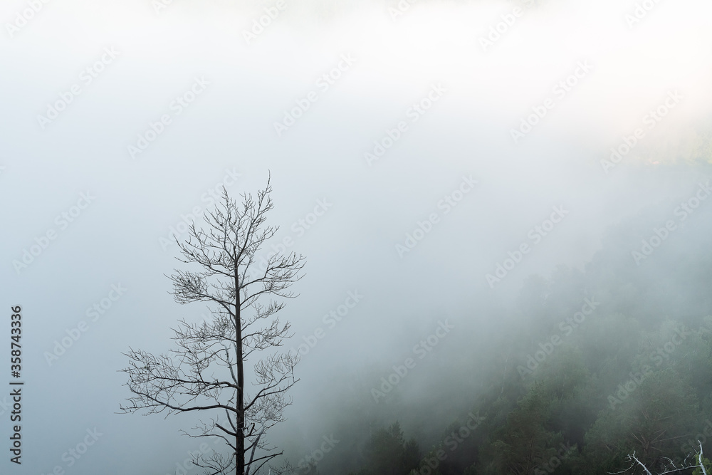 a dry tree standing alone in the mountains against the background of fog, cloudy weather, minimalism