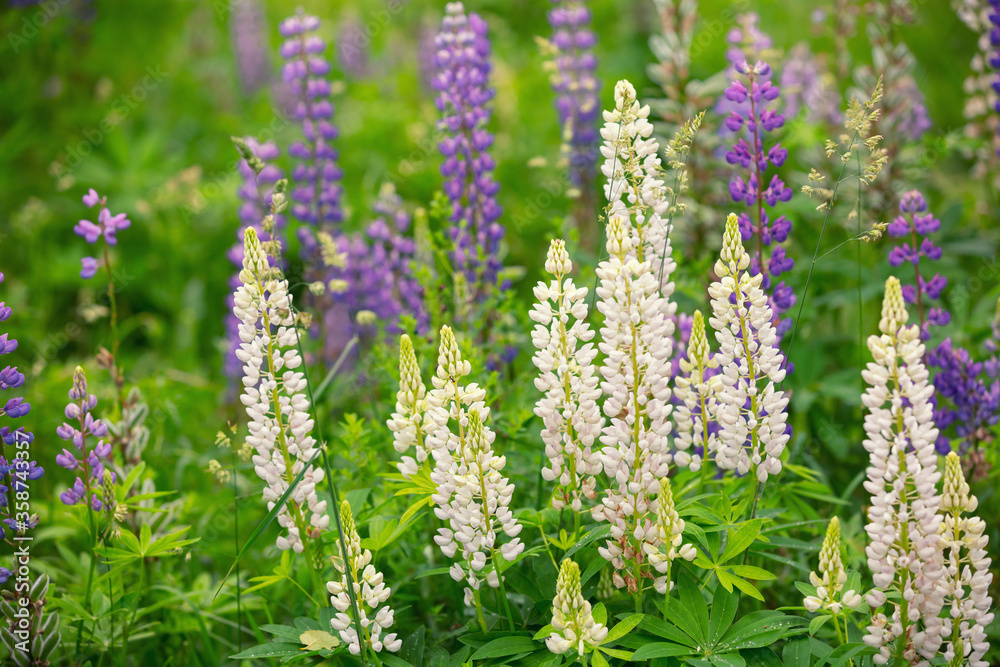 Blossoming wild Lupinus flowers. Spring flowers nature background