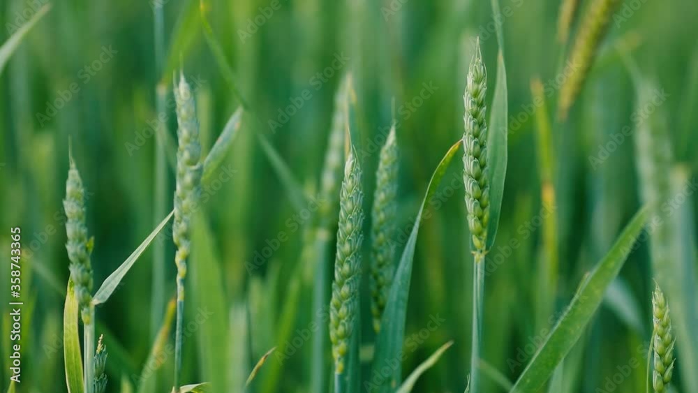 Ripening green spikelets of young green wheat grow in the field. Agriculture Ripening green spikelets of young green wheat grow in the field. Agriculture