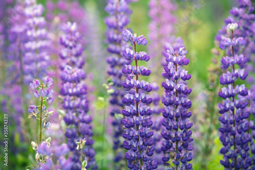 Blossoming wild Lupinus flowers. Spring flowers nature background