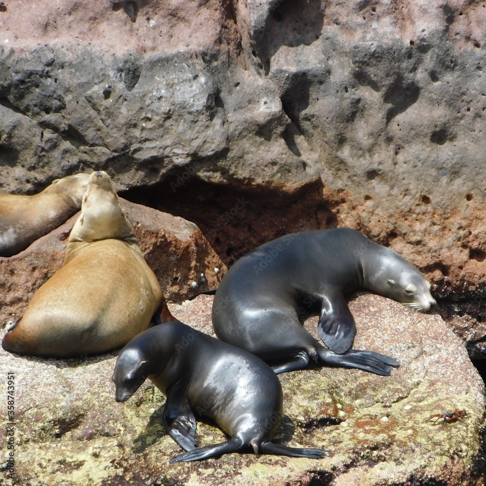 Obraz premium sea lions on a rock 