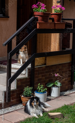 Sheltie puppy on the stairs and his dad lying under the stairs
