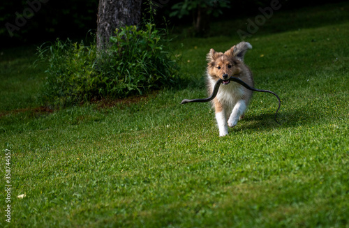 Sheltie puppy brings a rubber snake