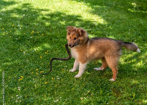 Sheltie puppy playing with a rubber snake