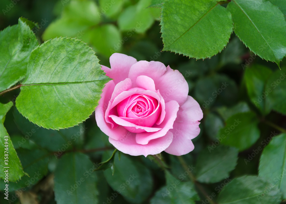rose flower on a background of green leaves 7 rose flower on a background of green leaves 7