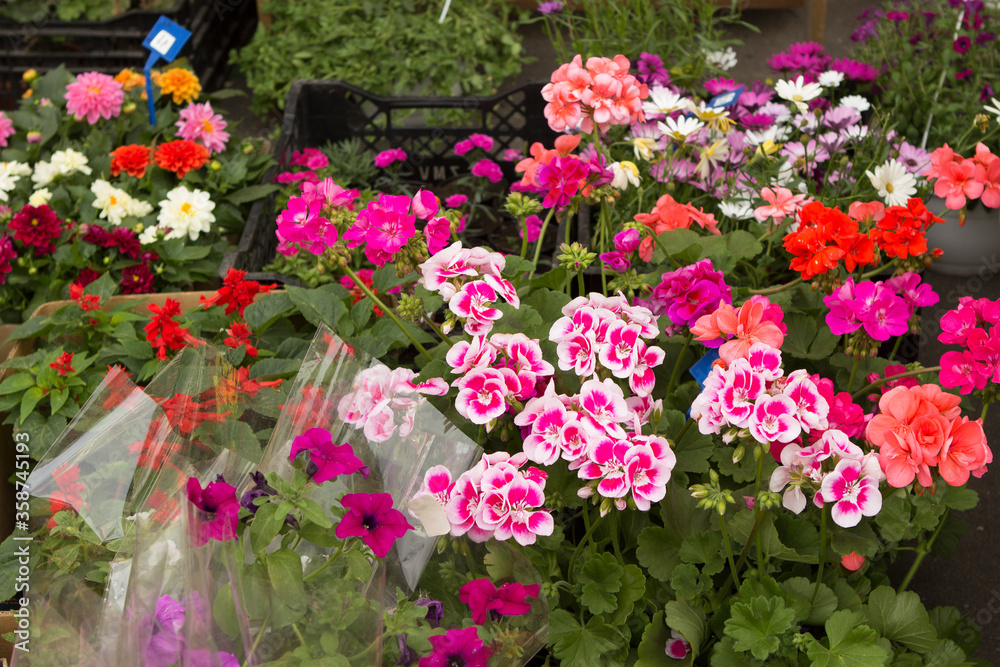 Potted petunia and geranium flowers in pots are sold in a flower shop in the open air.