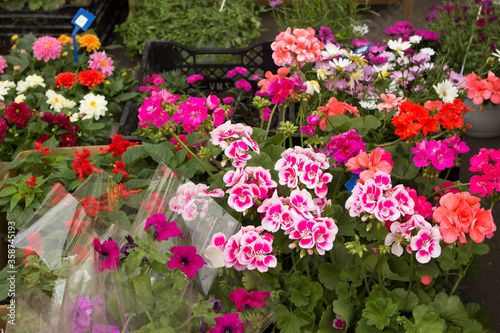 Potted petunia and geranium flowers in pots are sold in a flower shop in the open air. © bela_zamsha