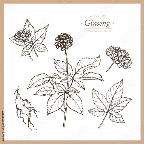 Hand drawn botanical illustration of ginseng. Vintage collection of medical herbs and plants.