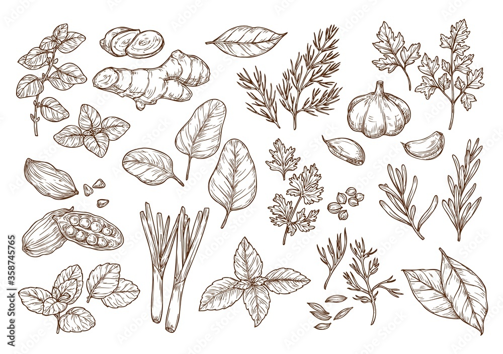 Sketch illustration of spices and herbs. Hand drawing. Stock Vector