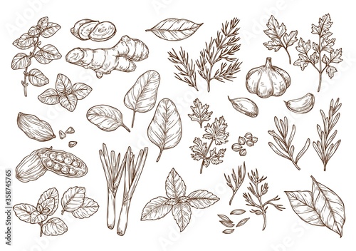 Sketch illustration of spices and herbs. Hand drawing. 