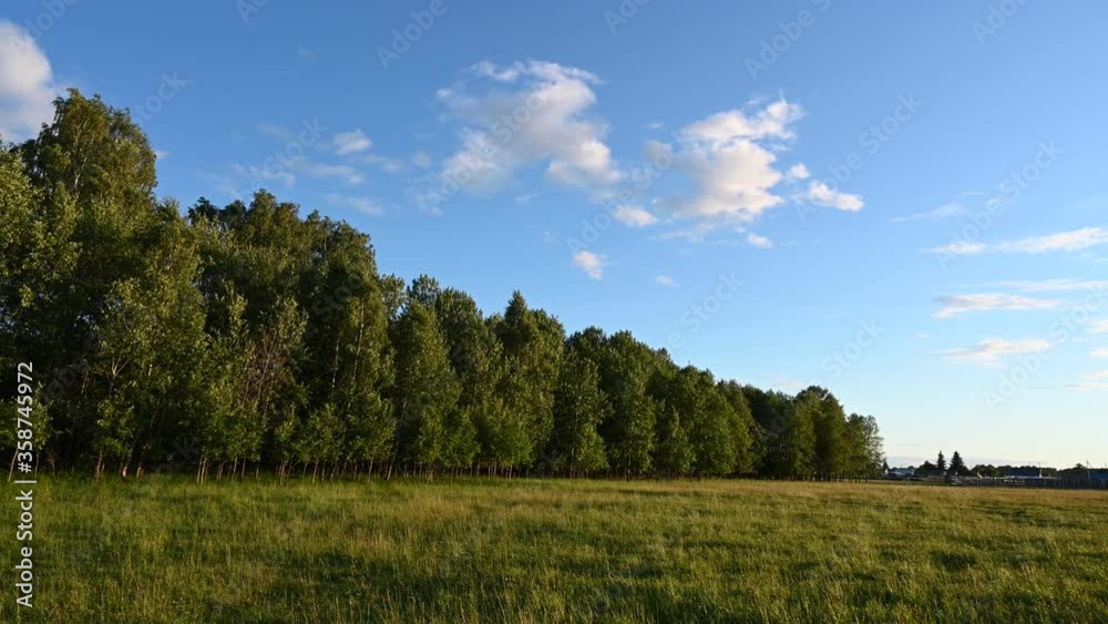 forest landscape and blue sky with white clouds forest landscape and blue sky with white clouds