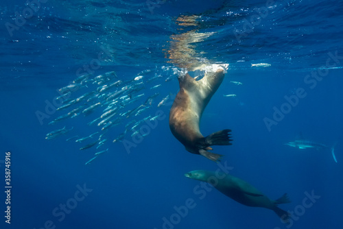 California sea lions feeding on a sardine bait ball, Pacific Ocean, Baja California, Mexico. © wildestanimal
