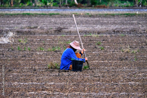 Unidentified farmer digs grass clumps to prepare rice field photo