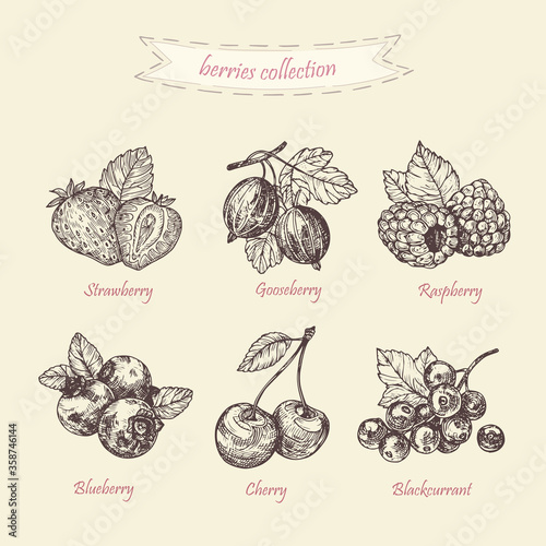 Hand drawn illustration berries set. Vector scetch.Vintage illustration. 
