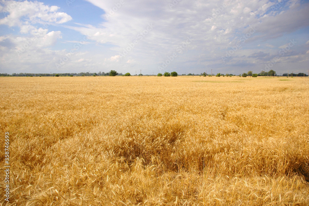 Landscape view of a Beautiful Wheat Field