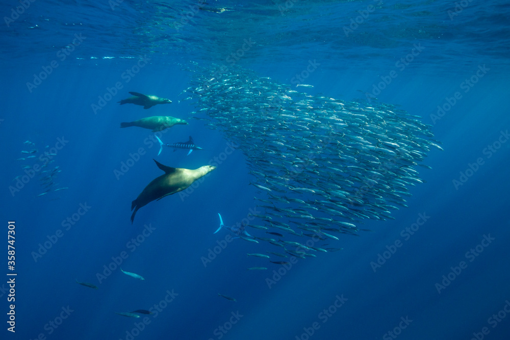 California sea lions and striped marlin feeding on a large mackerel bait ball, Pacific Ocean, Baja California, Mexico.