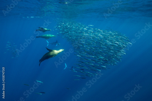 California sea lions and striped marlin feeding on a large mackerel bait ball  Pacific Ocean  Baja California  Mexico.