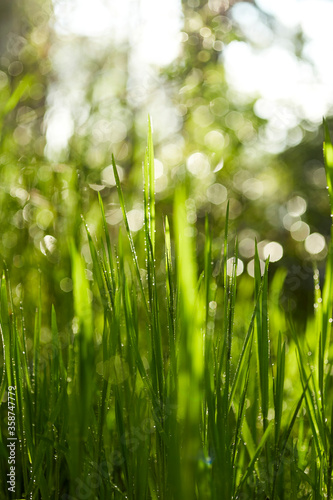 Dewdrops / Water drops on green grass leafs stock photo