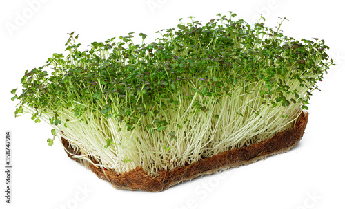 Micro green sprouts of watercress salad isolated on white photo