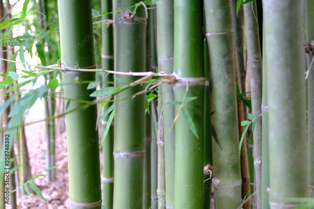 bamboo forest background