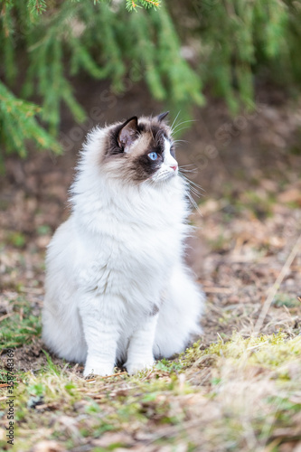 Portrait of a beautiful ragdoll cat in the forest