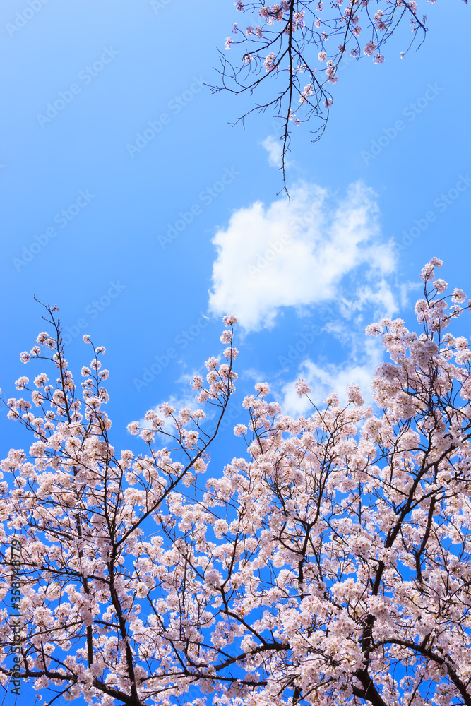 満開の桜と青空。 満開の桜と青空。