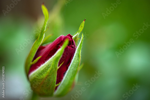 Wild rose bud on a green blurred background. Close-up. Natural natural background