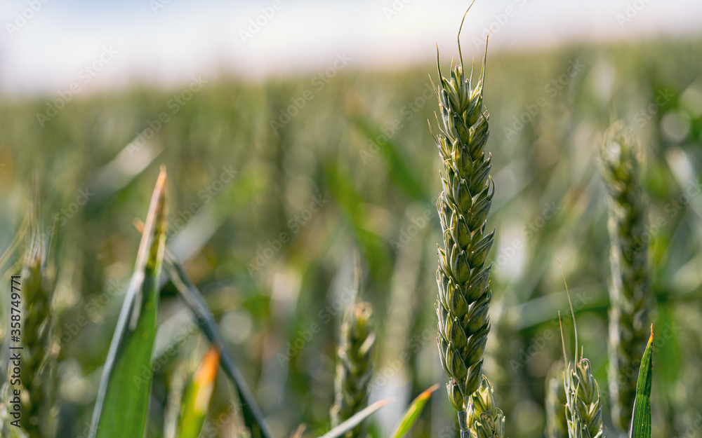 Fototapeta premium Green wheat field in summer