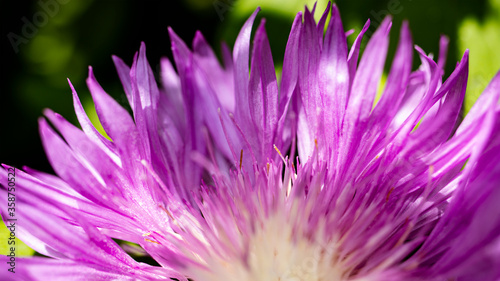 Fresh colorful composition from Spotted Knapweed or Star Thistle Honey - Centaurea maculosa. Summer wildflowers. Macro shooting.